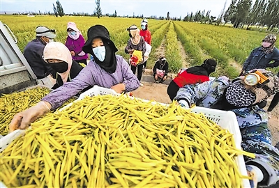     村民們在種植基地采摘黃花菜。