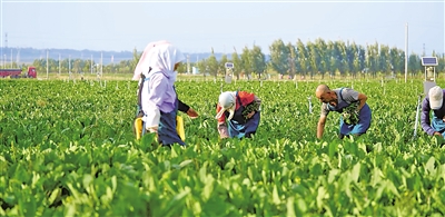     原州區(qū)冷涼蔬菜基地是農(nóng)民增收的希望田野。