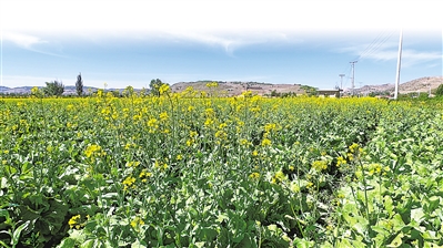     吉強鎮萬崖村露地蔬菜標準化種植基地綠色冷涼蔬菜生長旺盛。