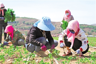     馬蓮村村民在蔬菜基地務工。