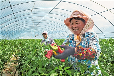     通過土地流轉、入園務工、蔬菜種植帶動農民增收。