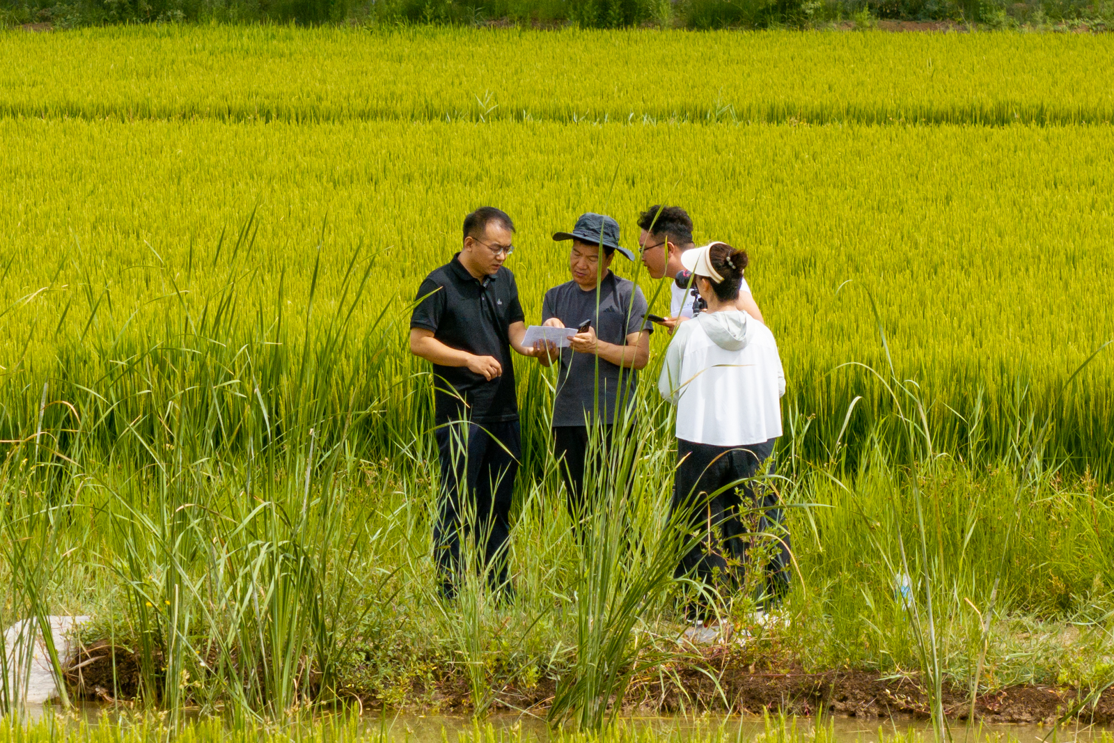 高清大圖 | 稻花飄香！寧夏原糧儲備生產基地水稻長勢喜人